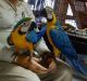 Macaw Birds for sale in Oakland, CA, USA. price: NA