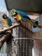 Macaw Birds for sale in Austin, TX, USA. price: NA