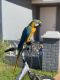 Macaw Birds for sale in Pembroke Pines, FL, USA. price: NA