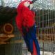 Macaw Birds for sale in Dallas, TX, USA. price: NA