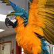 Macaw Birds for sale in Dallas, TX, USA. price: NA