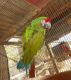 Macaw Birds for sale in Temecula, CA, USA. price: NA