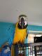 Macaw Birds for sale in NV-592, Las Vegas, NV, USA. price: $600