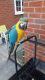 Macaw Birds for sale in 26347 State Hwy 76, Cassville, MO 65625, USA. price: $500
