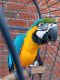 Macaw Birds for sale in 26347 State Hwy 76, Cassville, MO 65625, USA. price: $500