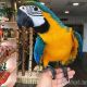 Macaw Birds for sale in Old Textile Market - Dubai - United Arab Emirates. price: NA