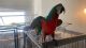 Macaw Birds for sale in Fort Worth, TX, USA. price: $1,000