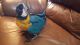 Macaw Birds for sale in Greenville, SC, USA. price: NA