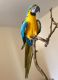 Macaw Birds for sale in Greenville, SC, USA. price: $1,200