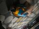 Macaw Birds for sale in Chapel Hill, NC, USA. price: NA