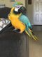 Macaw Birds for sale in Riverview, FL, USA. price: NA