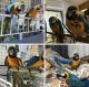 Macaw Birds for sale in McKinney, TX 75071, USA. price: NA