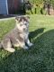 Mackenzie River Husky Puppies for sale in Santa Fe Springs, CA, USA. price: $300