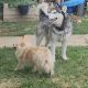 Mackenzie River Husky Puppies for sale in Denver, CO 80229, USA. price: $400
