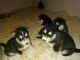 Mackenzie River Husky Puppies