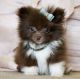 Mackenzie River Husky Puppies for sale in Abilene, Houston, TX 77020, USA. price: NA