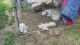 Mackenzie River Husky Puppies for sale in Morton, WA 98356, USA. price: NA