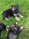 Mackenzie River Husky Puppies for sale in County Rd, Woodland Park, CO 80863, USA. price: $400