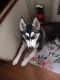 Mackenzie River Husky Puppies for sale in Cabazon, CA 92230, USA. price: $900