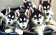 Mackenzie River Husky Puppies for sale in Dubai Way, Frisco, TX 75034, USA. price: $750