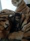 Maine Coon Cats for sale in Orange County, CA, USA. price: $2,200