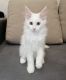 Maine Coon Cats for sale in Miami, FL, USA. price: $2,000