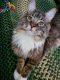 Maine Coon Cats for sale in Kissimmee, FL 34744, USA. price: NA