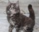 Maine Coon Cats for sale in Ottertail, MN 56571, USA. price: $1,100