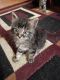 Maine Coon Cats for sale in Warwick, RI 02886, USA. price: $500