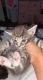 Maine Coon Cats for sale in San Mateo, NM 87020, USA. price: $500