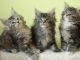 Maine Coon Cats for sale in New York, NY 10011, USA. price: NA
