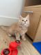 Maine Coon Cats for sale in Atlanta, GA, USA. price: $650