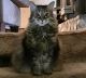 Maine Coon Cats for sale in Northampton, MA, USA. price: NA