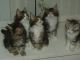 Maine Coon Cats for sale in Flowery Branch, GA 30542, USA. price: $705