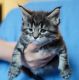 Maine Coon Cats for sale in Brooklyn, NY, USA. price: $1,500