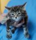 Maine Coon Cats for sale in Brooklyn, NY, USA. price: $1,500