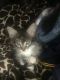 Maine Coon Cats for sale in Palmdale, CA, USA. price: $75