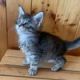 Maine Coon Cats for sale in Denver, CO 80202, USA. price: $700