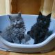 Maine Coon Cats for sale in Toronto Paseo, Ontario, CA 91761, USA. price: $700