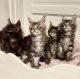Maine Coon Cats for sale in San Francisco, CA, USA. price: $800