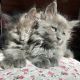 Maine Coon Cats for sale in Florida A1A, Miami, FL, USA. price: NA