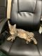 Maine Coon Cats for sale in Woodbridge, VA 22191, USA. price: $300