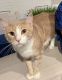 Maine Coon Cats for sale in Nolensville, TN 37135, USA. price: NA