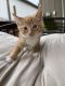Maine Coon Cats for sale in 1819 SE 169th Ave, Portland, OR 97233, USA. price: $165