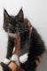 Maine Coon Cats for sale in Brooklyn, NY, USA. price: $1,800