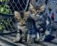 Maine Coon Cats for sale in White Lake, MI 48386, USA. price: NA
