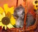 Maine Coon Cats for sale in Ottertail, MN 56571, USA. price: $1,000