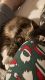 Maine Coon Cats for sale in Webberville, MI, USA. price: NA