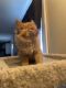 Maine Coon Cats for sale in Jackson, MI 49203, USA. price: NA