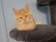 Maine Coon Cats for sale in Celina, TX, USA. price: NA